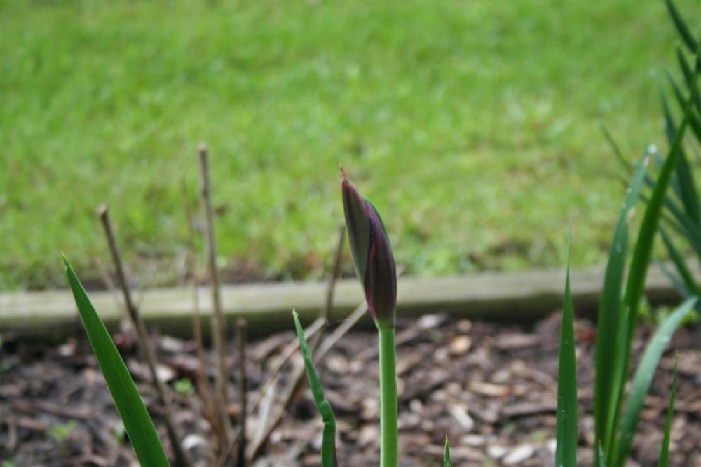 Photo of Siberian Iris (Iris 'Jewelled Crown') uploaded by KentPfeiffer