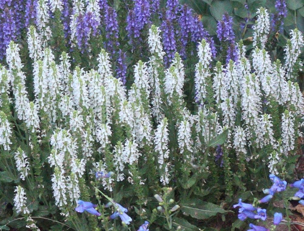 Photo of Mealy Cup Sage (Salvia farinacea 'Victoria White') uploaded by Skiekitty