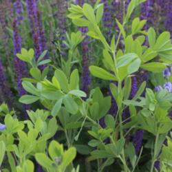 Location: Denver Metro CO
Date: 2014-06-10
Early morning light.  May Night Salvia is backdropped