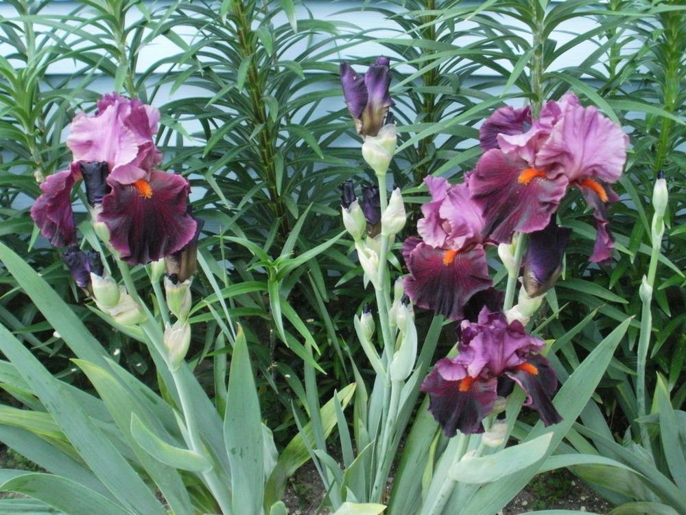 Photo of Tall Bearded Iris (Iris 'Fiery Temper') uploaded by bramedog