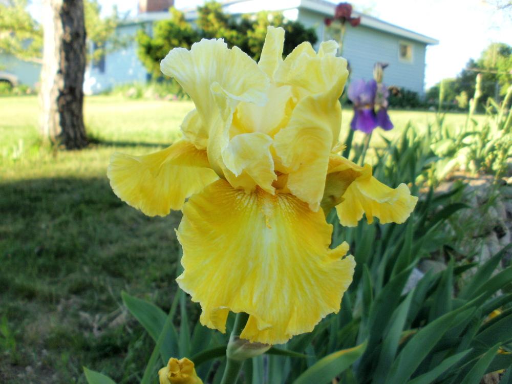 Photo of Tall Bearded Iris (Iris 'Triple Dragon') uploaded by bramedog