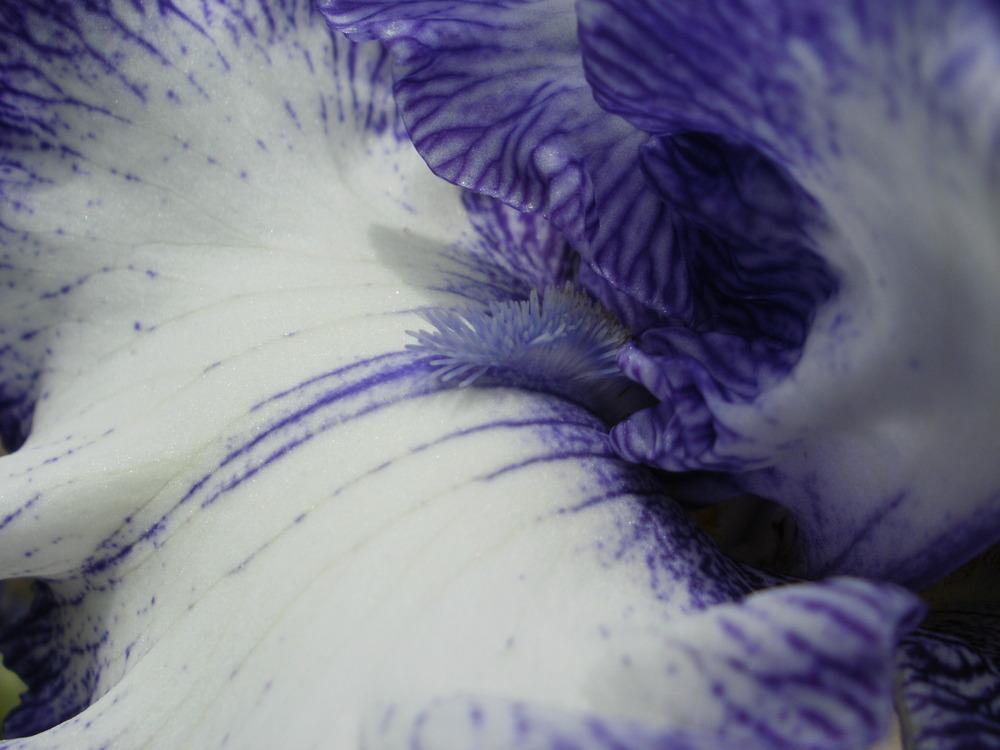 Photo of Tall Bearded Iris (Iris 'Ink Patterns') uploaded by bramedog