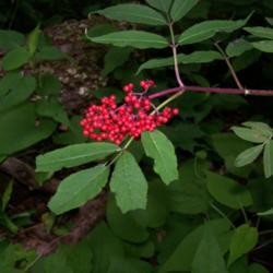 Location: Roaring Fork Motor Trail, Gatlinburg, Tn.
Date: June 9, 2014
pretty red berries