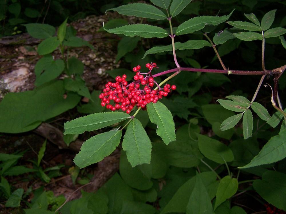 Photo of Red Elderberry (Sambucus racemosa subsp. racemosa) uploaded by chickhill