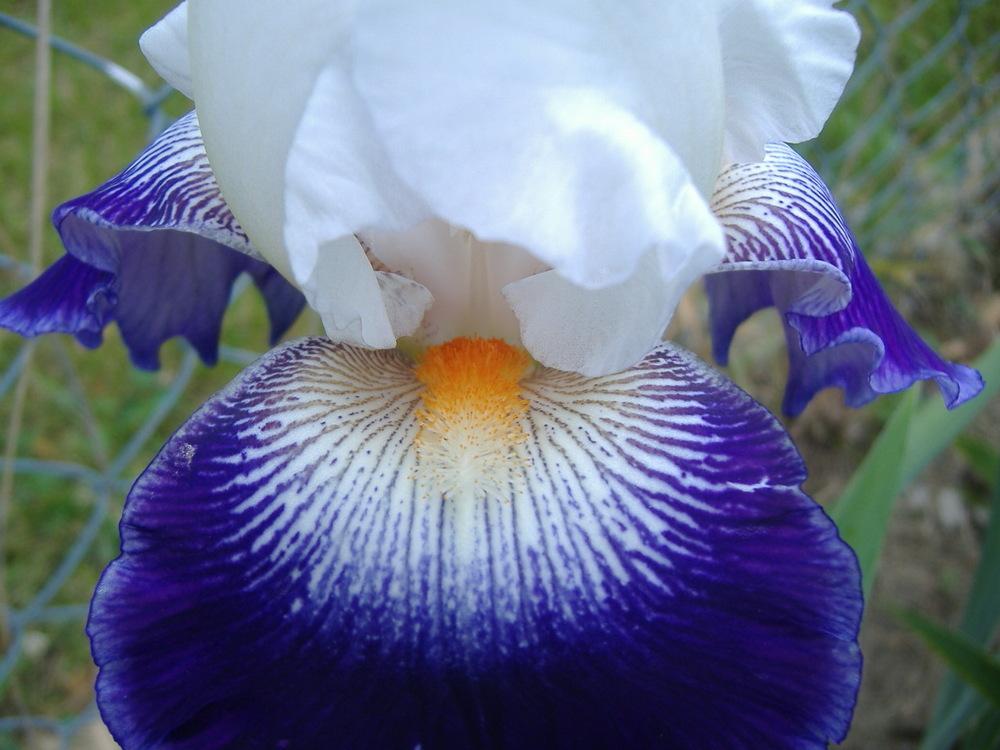 Photo of Tall Bearded Iris (Iris 'Bal Masque') uploaded by tveguy3