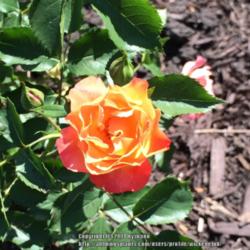 Location: Naperville, IL 
Date: 2014-06-06
New blooms start off more orange...