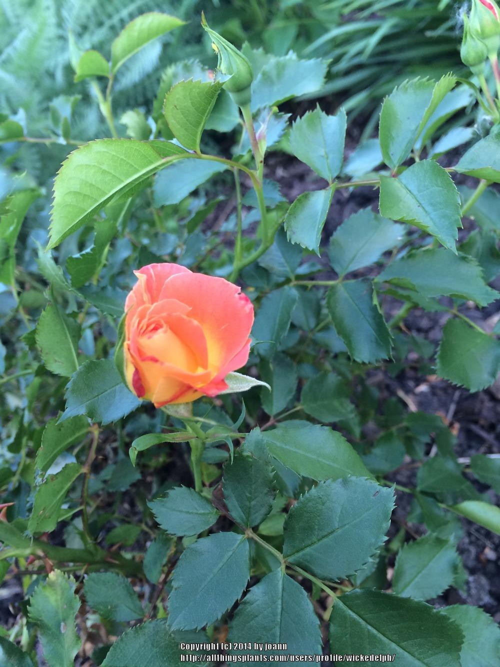 Photo of Rose (Rosa 'Coral Cove') uploaded by wickedelph