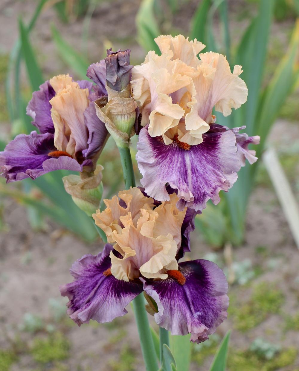Photo of Tall Bearded Iris (Iris 'Paris Memory') uploaded by ARUBA1334