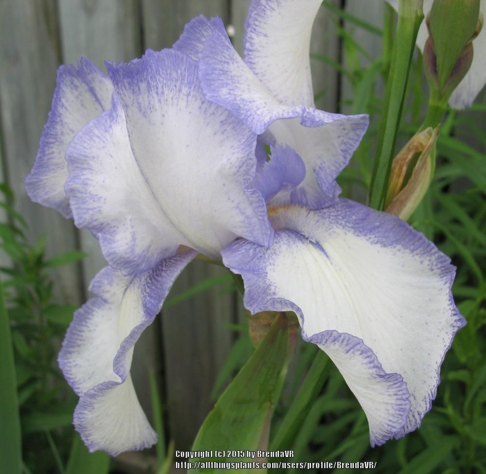 Photo of Tall Bearded Iris (Iris 'Ribbon Round') uploaded by BrendaVR