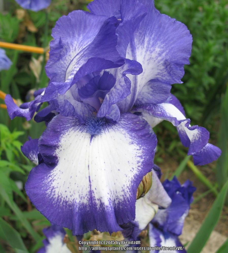 Photo of Tall Bearded Iris (Iris 'Emphasis') uploaded by BrendaVR