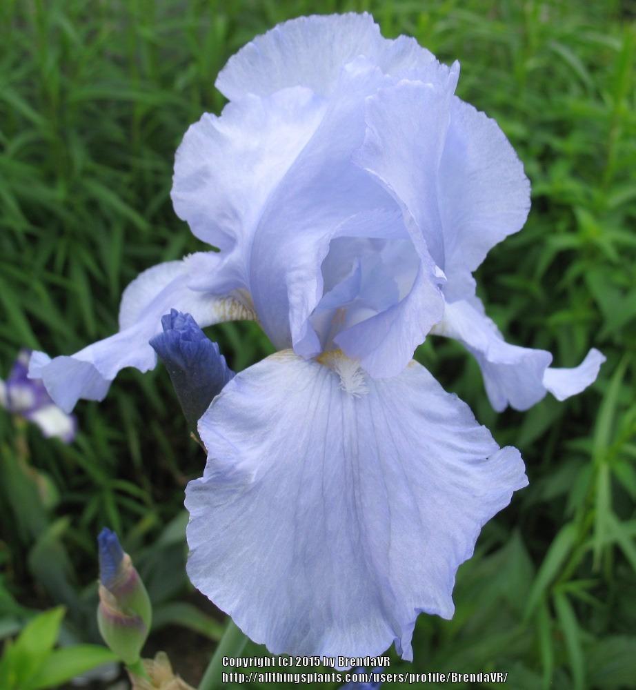 Photo of Tall Bearded Iris (Iris 'Wenatchee Skies') uploaded by BrendaVR