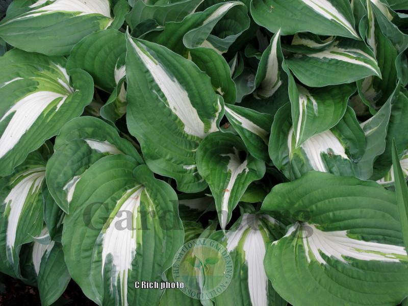 Photo of Hosta 'Night Before Christmas' uploaded by Char