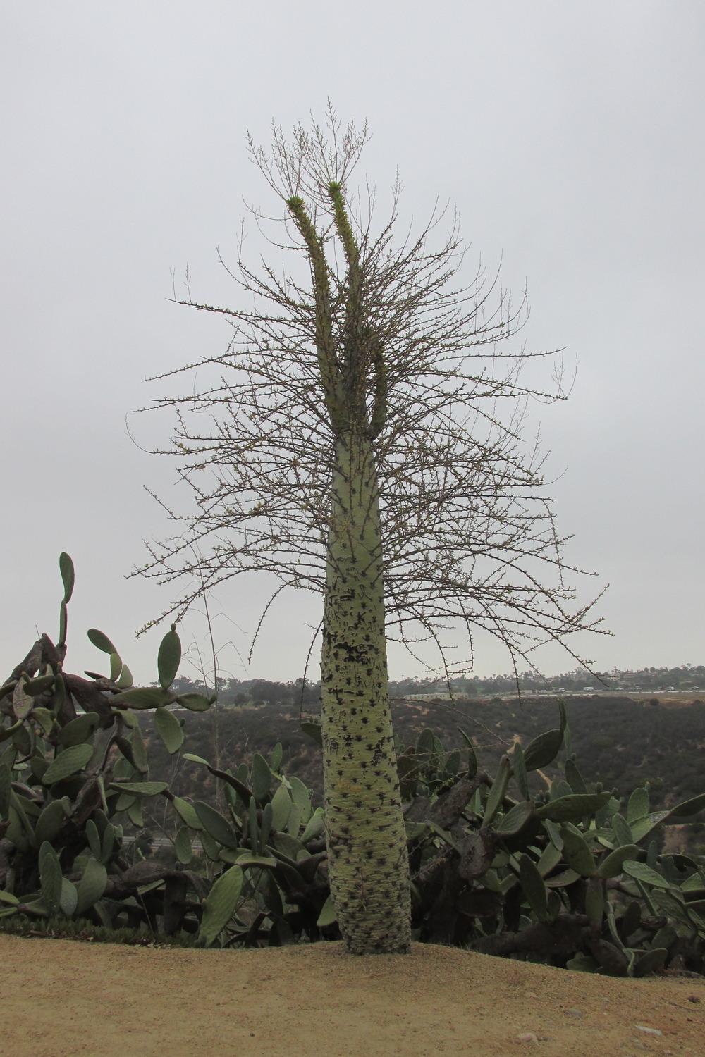 Photo of Boojum Tree (Fouquieria columnaris) uploaded by Dutchlady1