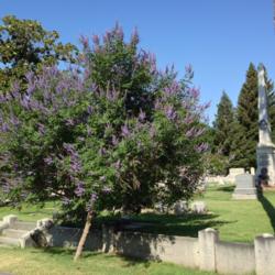 Location: Historic City Cemetery, Sacramento CA.
Date: 2014-06-10