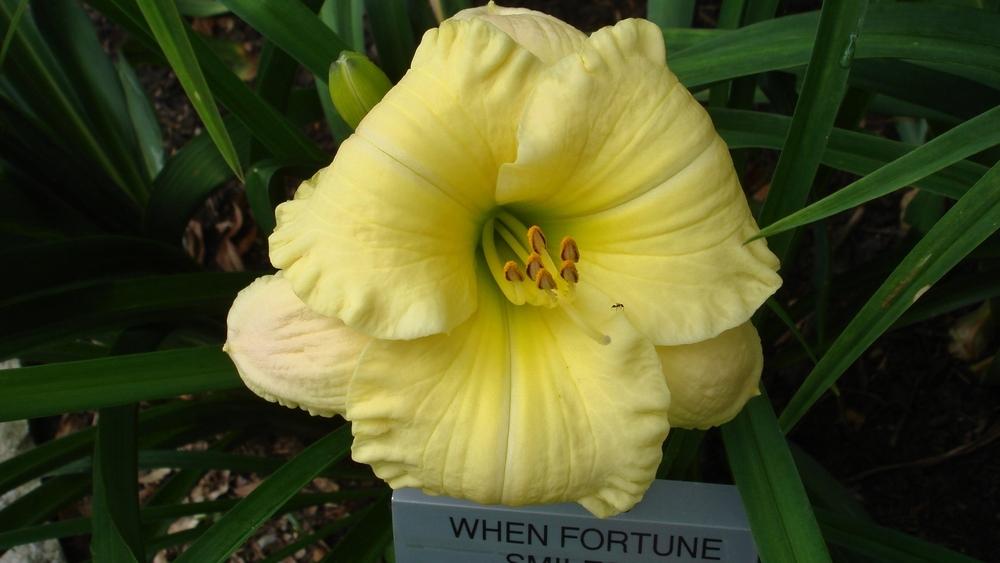 Photo of Daylily (Hemerocallis 'When Fortune Smiles') uploaded by Kabby