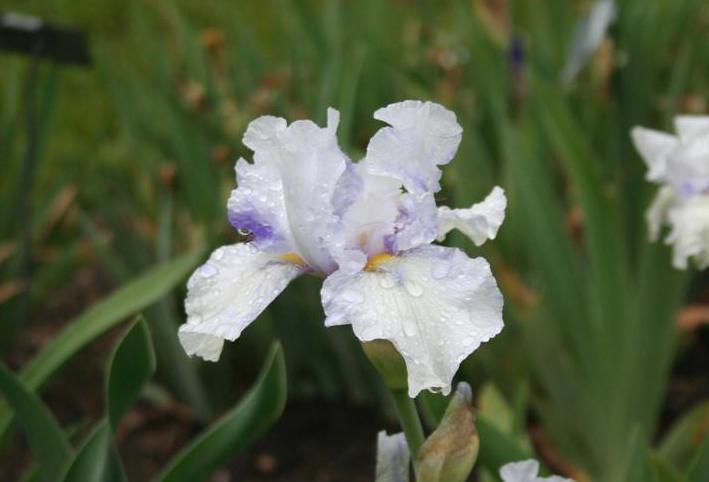 Photo of Border Bearded Iris (Iris 'Little Miss') uploaded by KentPfeiffer