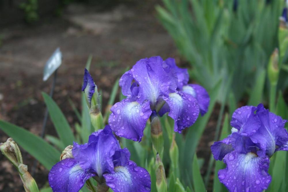 Photo of Intermediate Bearded Iris (Iris 'Landscaping Made Easy') uploaded by KentPfeiffer
