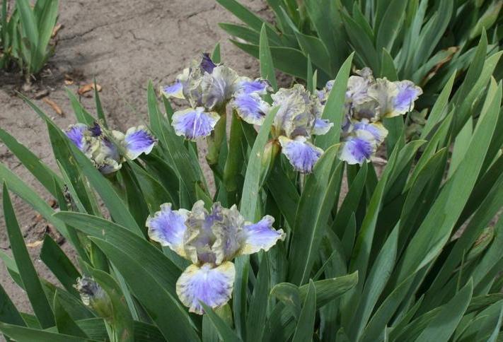 Photo of Standard Dwarf Bearded Iris (Iris 'Leopard Print') uploaded by KentPfeiffer