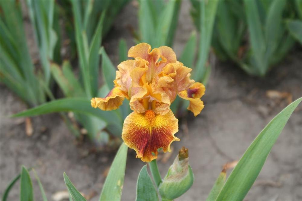 Photo of Intermediate Bearded Iris (Iris 'Latino') uploaded by KentPfeiffer