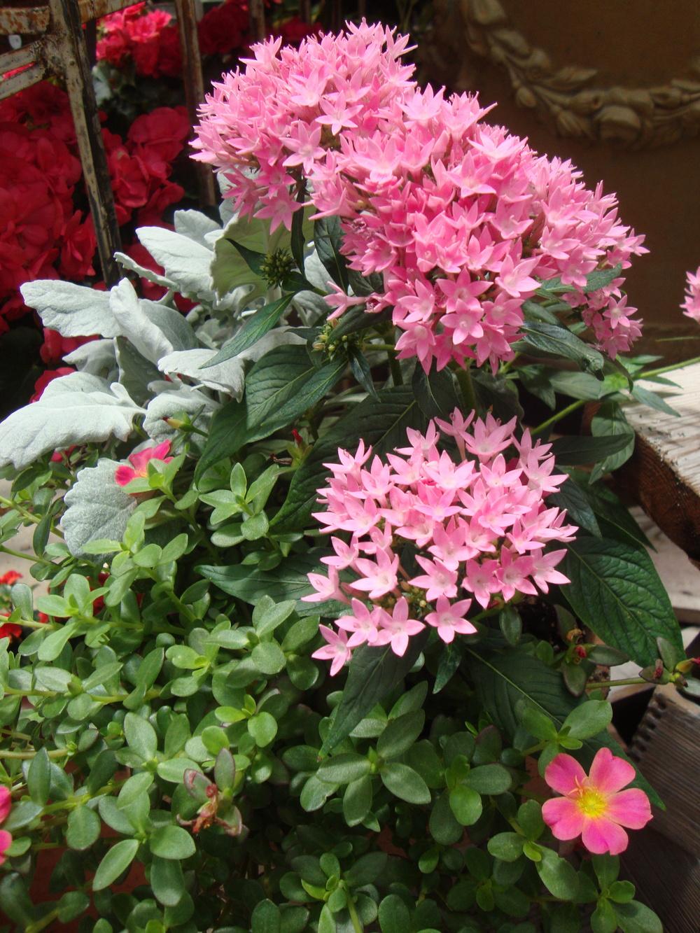 Photo of Egyptian Star Cluster (Pentas lanceolata 'Butterfly Pink') uploaded by Paul2032