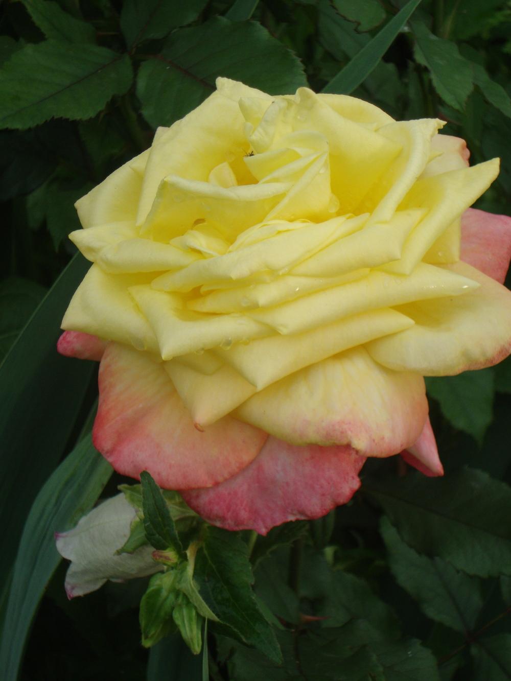Photo of Rose (Rosa 'Fragrant Keepsake') uploaded by Paul2032