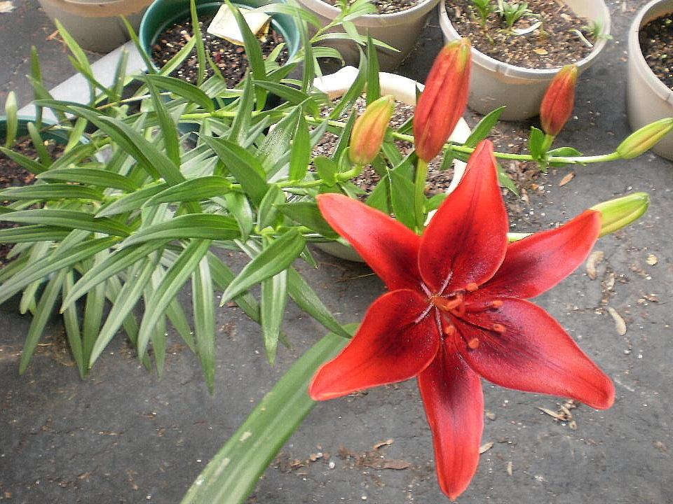 Photo of Lily (Lilium 'Black Out') uploaded by SongofJoy