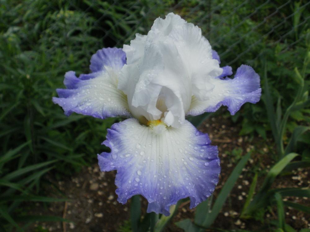 Photo of Tall Bearded Iris (Iris 'Grand Circle') uploaded by bramedog