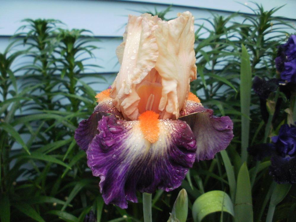 Photo of Tall Bearded Iris (Iris 'Chevalier de Malte') uploaded by bramedog