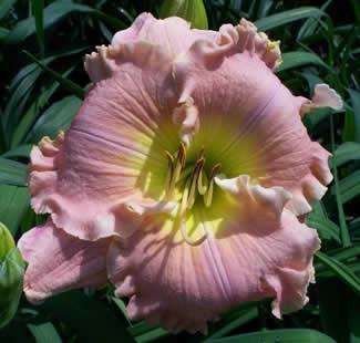 Photo of Daylily (Hemerocallis 'All Things Possible') uploaded by chalyse