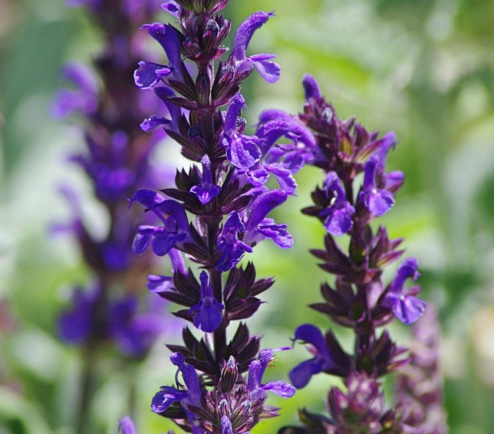 Photo of Salvia 'Adora Blue' uploaded by dirtdorphins