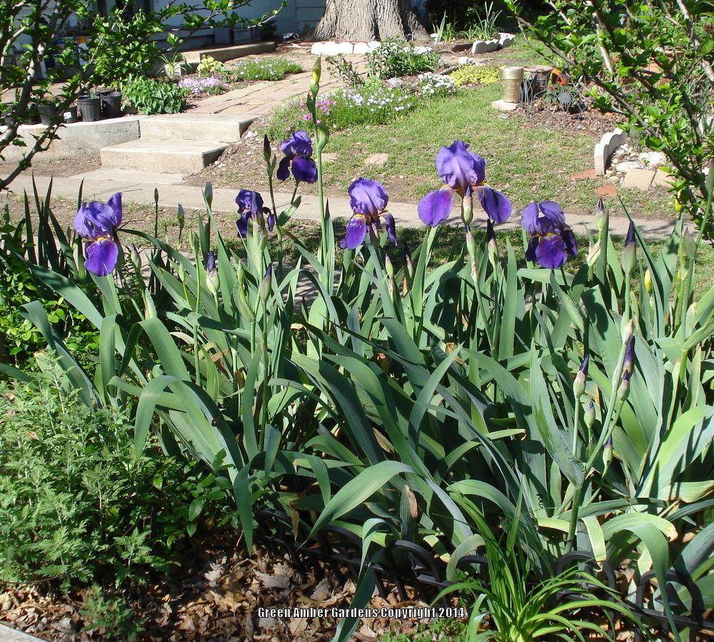 Photo of Irises (Iris) uploaded by lovemyhouse