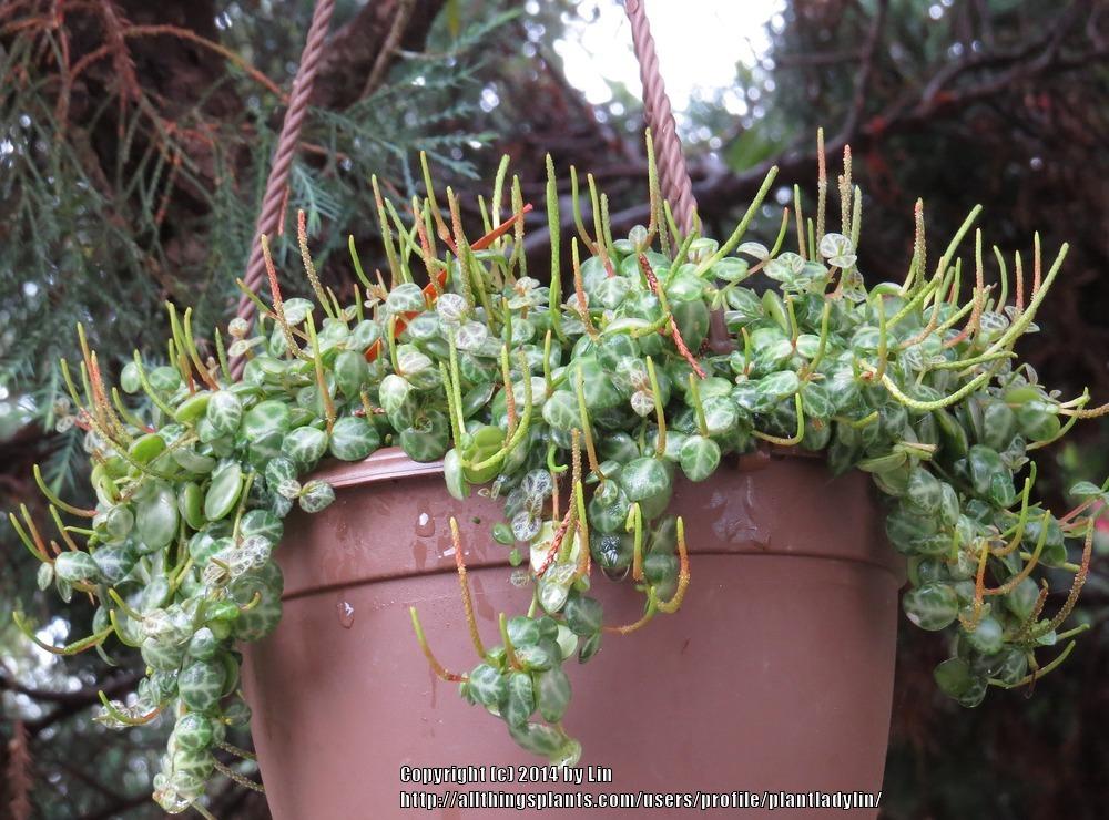 Photo of String of Turtles (Peperomia rotundifolia) uploaded by plantladylin