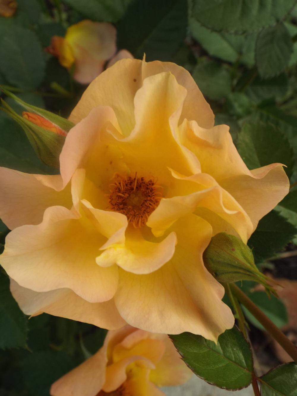 Photo of Rose (Rosa 'Morden Sunrise') uploaded by poisondartfrog