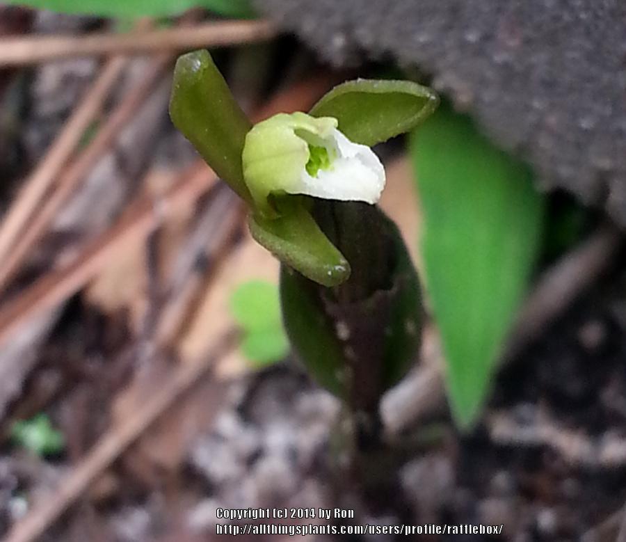 Photo of Gentian Noddingcaps (Triphora gentianoides) uploaded by rattlebox