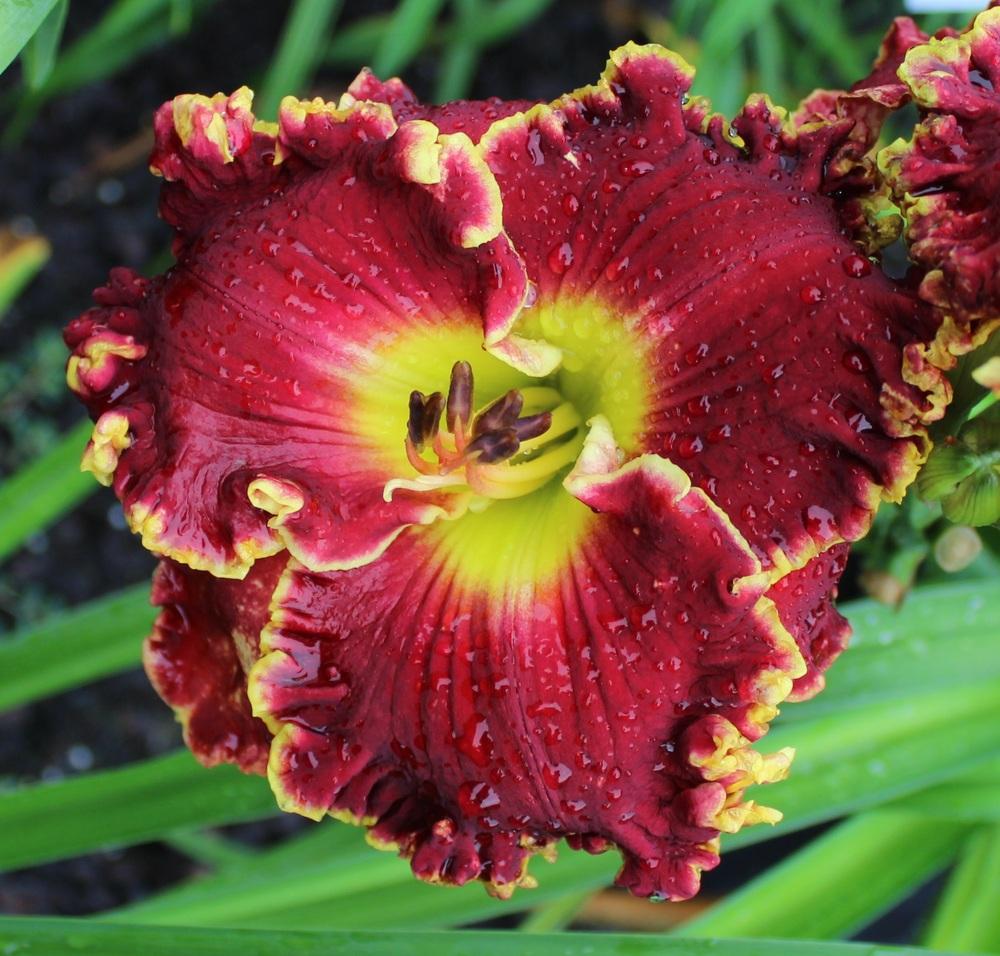 Photo of Daylily (Hemerocallis 'Home of the Free') uploaded by tink3472