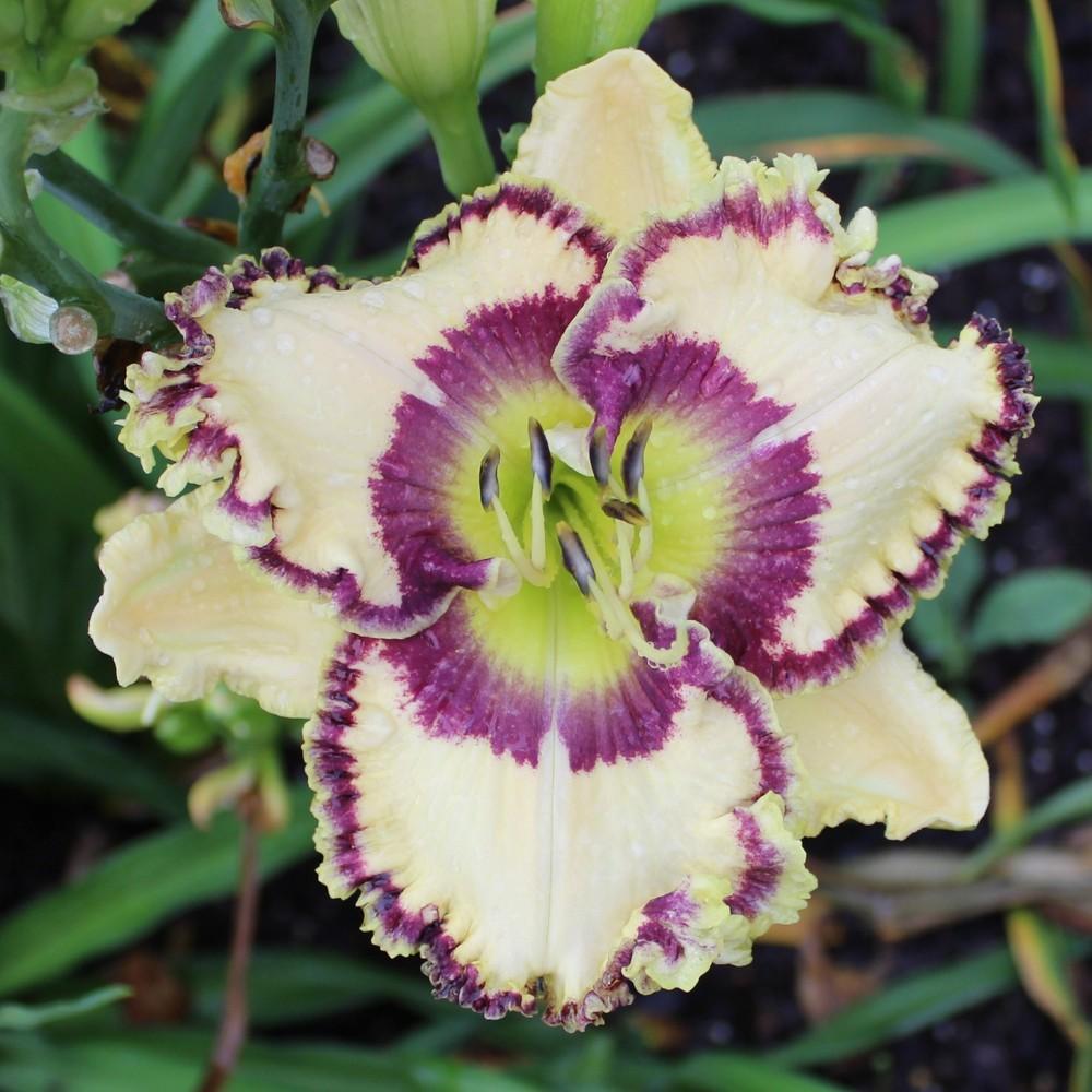 Photo of Daylily (Hemerocallis 'Your Place or Mine') uploaded by tink3472