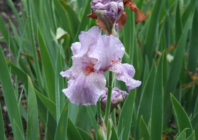 Photo of Tall Bearded Iris (Iris 'Maria Tormena') uploaded by KentPfeiffer