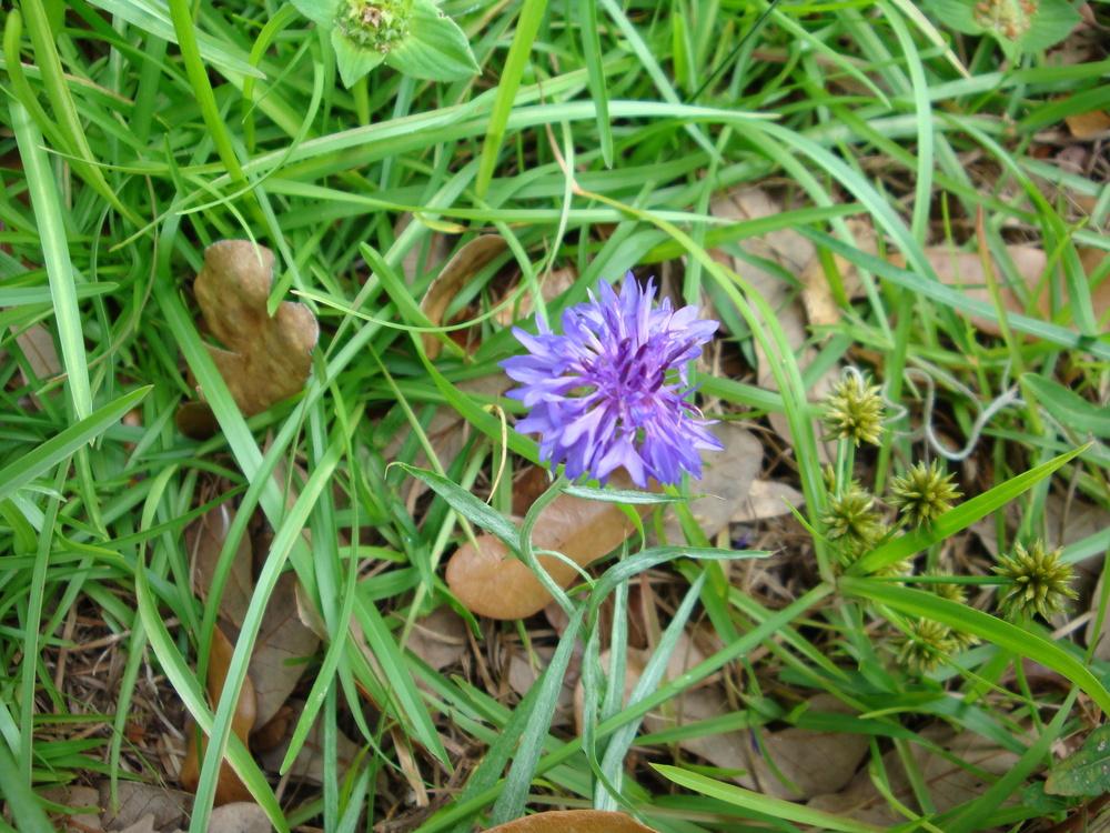 Photo of Bachelor's Buttons (Centaurea cyanus) uploaded by flaflwrgrl