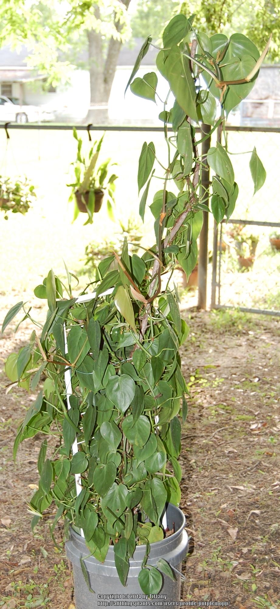 Photo of Heart Leaf Philodendron (Philodendron hederaceum var. oxycardium) uploaded by purpleinopp
