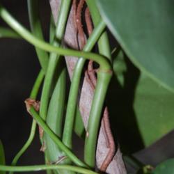 
Date: 2014-06-13
Aerial roots attached to stick support.