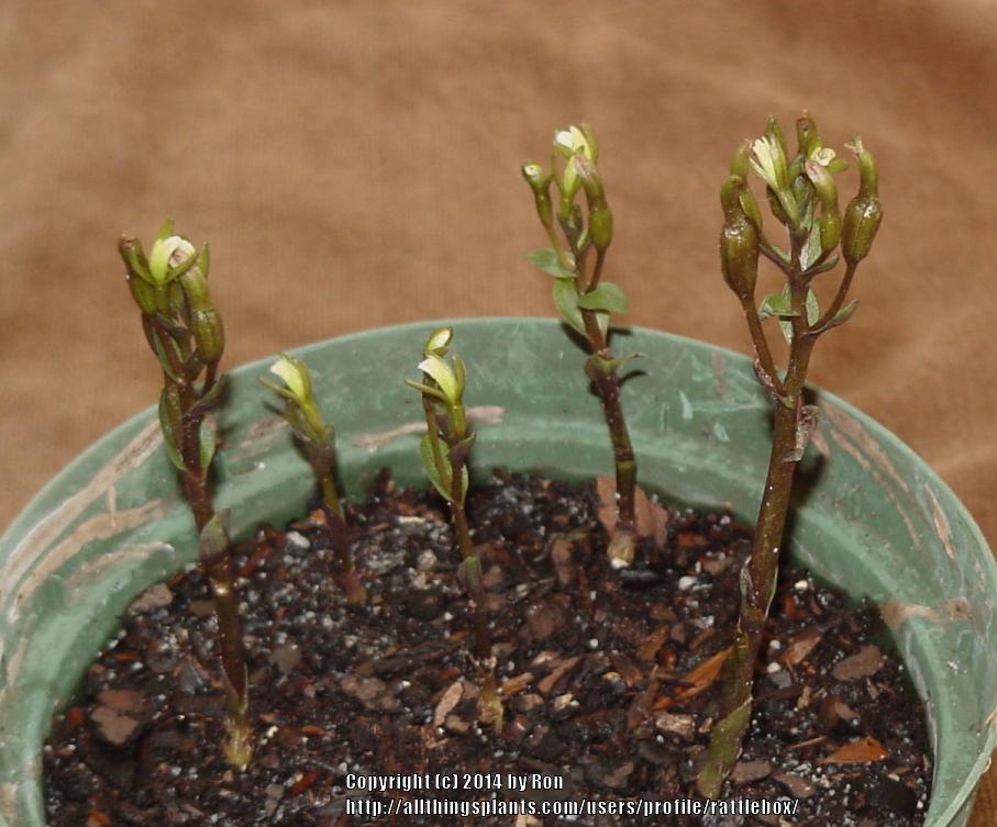 Photo of Gentian Noddingcaps (Triphora gentianoides) uploaded by rattlebox