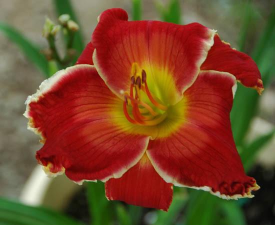 Photo of Daylily (Hemerocallis 'Red Edition') uploaded by shive1