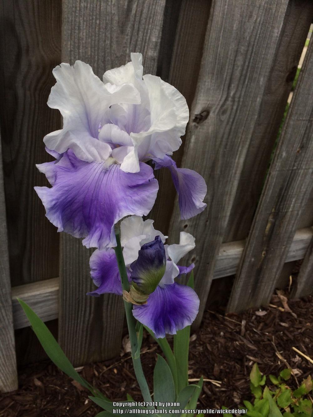 Photo of Tall Bearded Iris (Iris 'Keizer's Heritage') uploaded by wickedelph