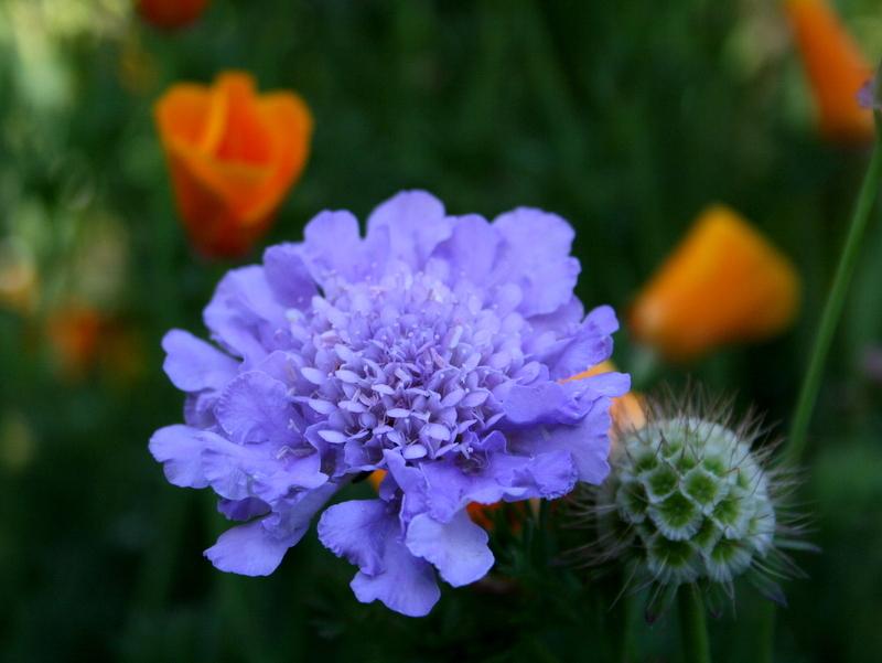 Photo of Pincushion Flower (Scabiosa) uploaded by Calif_Sue