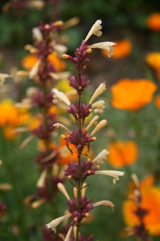 Photo of Hyssop (Agastache 'Summer Glow') uploaded by Calif_Sue