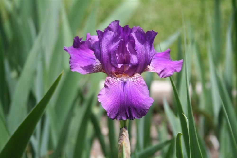 Photo of Intermediate Bearded Iris (Iris 'October Storm') uploaded by KentPfeiffer