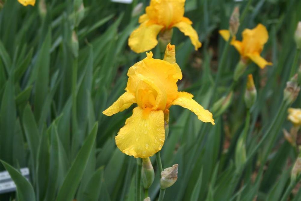 Photo of Tall Bearded Iris (Iris 'Ola Kala') uploaded by KentPfeiffer