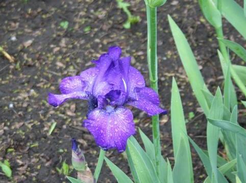 Photo of Tall Bearded Iris (Iris 'Pandora's Purple') uploaded by KentPfeiffer