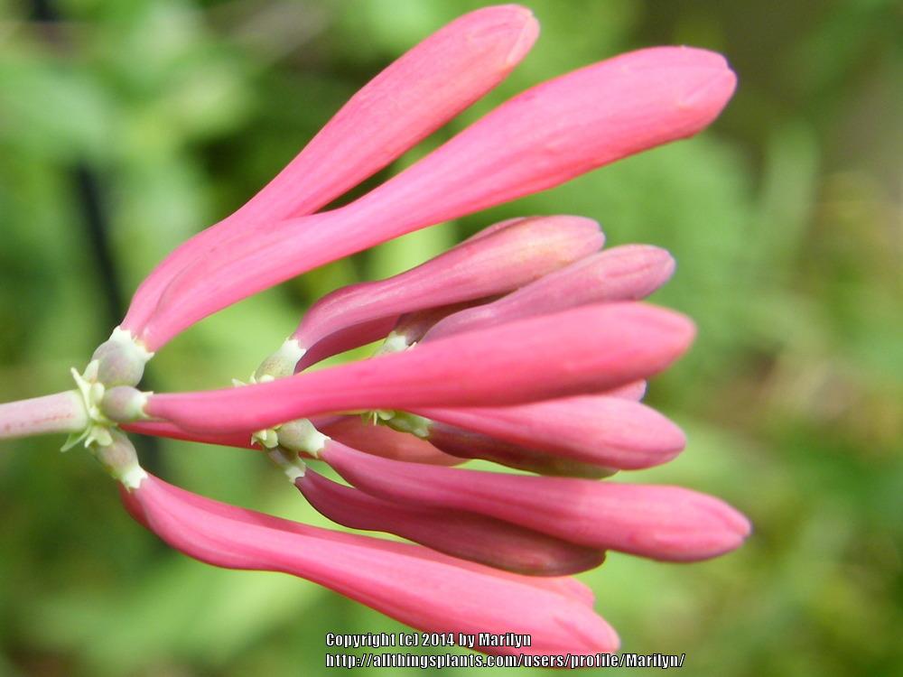 Photo of Coral Honeysuckle (Lonicera sempervirens 'Major Wheeler') uploaded by Marilyn