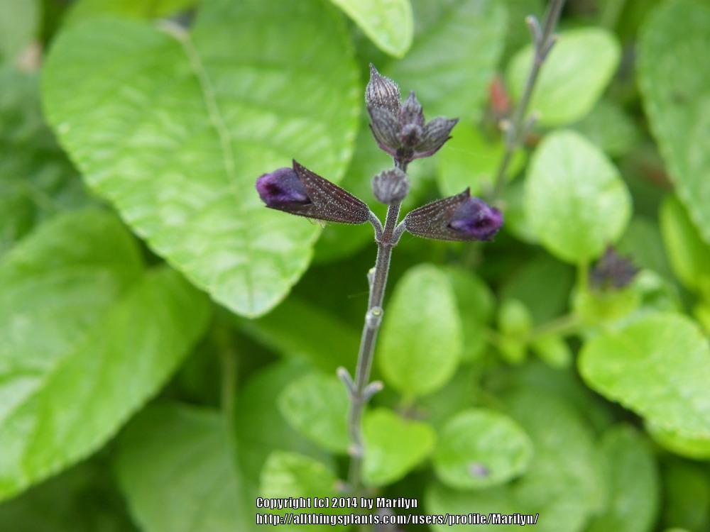 Photo of Jame Sage (Salvia VIBE® Ignition Purple) uploaded by Marilyn